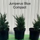 Ienupar Blue Compact 20-30 cm C3
